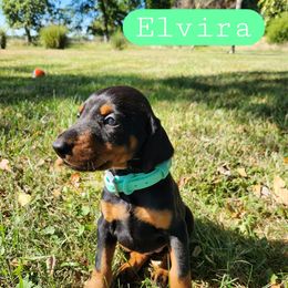 Elvira - Black and rust female Doberman Pinscher puppy in Blanchester, Ohio from Battle Creek Dobermans