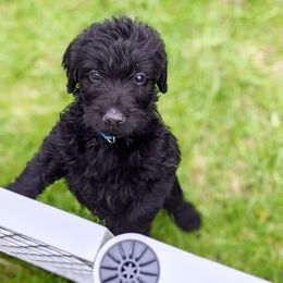 Labradoodle Puppies from Deuce's Doodles