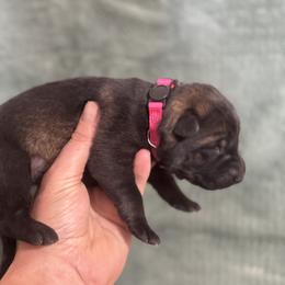 Pink collar sable female - Sable female German Shepherd puppy in Bartlesville, Oklahoma from Guardian Working Shepherds