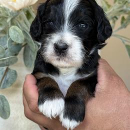 Ivan - Tri-color male Bernedoodle puppy in Yuciapa, California from AlltheDoodlez_