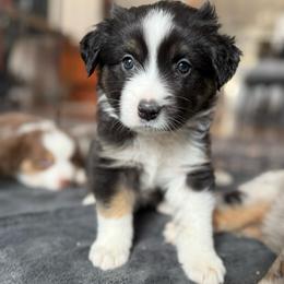 Bolt - Black tri male Miniature American Shepherd puppy in Phoenix, Arizona from Outlaw Minis