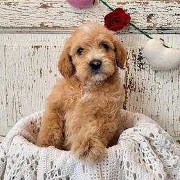 Ernie - Apricot male Labradoodle puppy in Bruceton Mills, West Virginia from Adonai Ra'ah Farms
