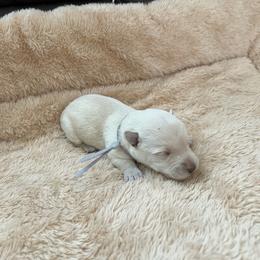 Mr. Grey - Wheaten male Scottish Terrier puppy in Perris, California from CVS Giant Schnauzers