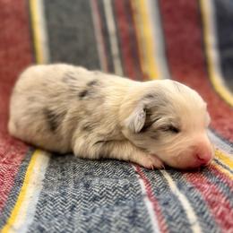 Snowy - Blue merle female Border Collie puppy in Mesa, Arizona from Ranch Girl Border Collies