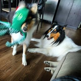 Collie Puppies from Teal Bluffs Rough Collies