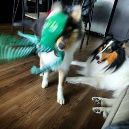 Collie Puppies from Teal Bluffs Rough Collies