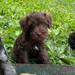 Fleet - Brown male Schnoodle puppy in Lathrop, Missouri from RR Schnoodles