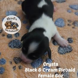 Crysta - Piebald female Dachshund puppy in Hoquiam, Washington from Heyd's Mini Dachshunds