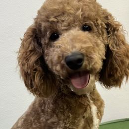 Bitsy - Goldendoodle