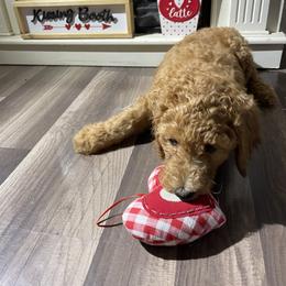 Poodle Puppies from Silks Poodles