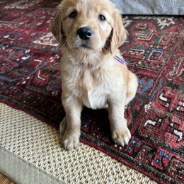 Golden Retriever Puppies from Upstate Revival Retrievers