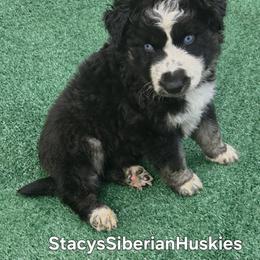 Scott - Black and white male Siberian Husky puppy in Savannah, Georgia from Stacy's Siberian Huskies