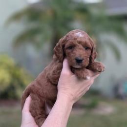 Jax - Red  male Goldendoodle puppy in Palm Harbor, Florida from Macis Golden Doodles
