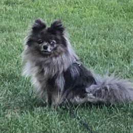 Mia - Pomeranian