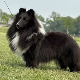 Daisy - Shetland Sheepdog