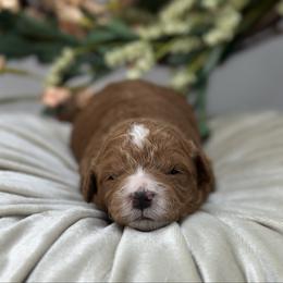 Val - Red  male Goldendoodle puppy in Queen Creek, Arizona from Goldendoodle AZ