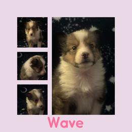 Wave/Girl One - Shetland Sheepdog puppy from Nancy Barger's Siberian Huskies