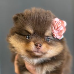 Carmella - Chocolate and tan female Pomeranian puppy in Newport Beach, California from Exotic City Pomeranians and chihuahuas