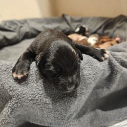 3 black bi female - Black & white female Miniature American Shepherd puppy in Placentia, California from Tru Cal Aussies