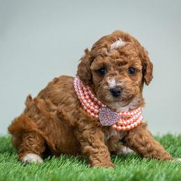 Juliet - Red  female Poodle puppy in Weston, Florida from Miami Toy Poodles