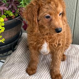 Rusty - Red male Bernedoodle puppy in Caldwell, Idaho from Treasure Valley Poodles