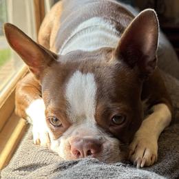Tink - Boston Terrier