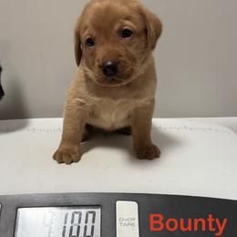 Cider - Yellow male Labrador Retriever puppy in Tigard, Oregon from Morrison Labrador Retreivers