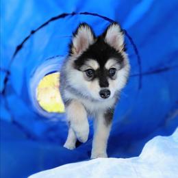 Nutmeg (White Collar) - Black female Pomsky puppy in Kennewick, Washington from Nebula Ranch Pomskies