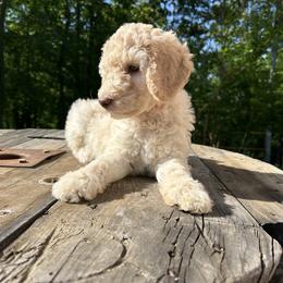 Goldendoodle Puppies from Winchester Doodles