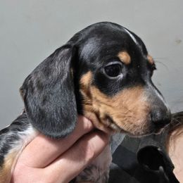 Bones - Piebald male Dachshund puppy in Declo, Idaho from Dozendachs