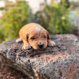 Sunny - Apricot male Goldendoodle puppy in Twin Falls, Idaho from Magic Valley Family Doodles