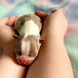 Boston Terrier Puppies from Heather's Boston Babies
