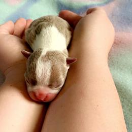 Boston Terrier Puppies from Heather's Boston Babies