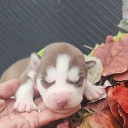 Honey - Brown and white female Siberian Husky puppy in Springfield, Massachusetts from 16acreshuskies