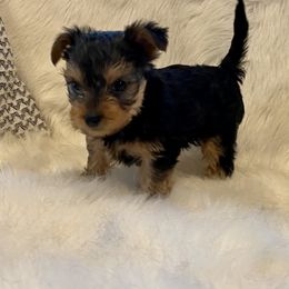 Yorkshire Terriers from Yorkies Love