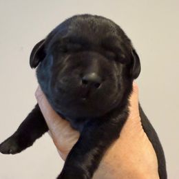 Mr Green - Black male Labrador Retriever puppy in Clinton, Tennessee from Summer Rose