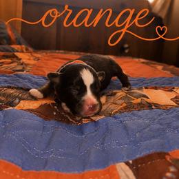 Orange - Red tri female Miniature Australian Shepherd puppy in Arizona from Country Charm Mini Aussies