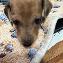 Dachshund Puppies from Witchy Woman’s Wiener’s