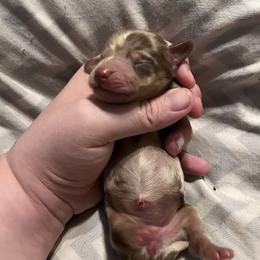 Chocolate and Tan Dapple Female - Dapple female Dachshund puppy in Gainesville, Florida from Mini Dots Mini Dachshunds