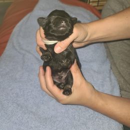 Miniature Schnauzer Puppies from S & S Miniature Schnauzer