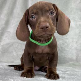 Male 2 - Chocolate male Dachshund puppy in Birmingham, Alabama from LongBottomDachshunds