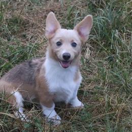 Misty - Sable female Pembroke Welsh Corgi puppy in Fayetteville, Arkansas from Intergalactic Corgis