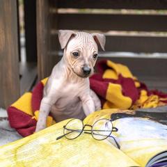 American Hairless Terrier and Flat-Coated Retriever Puppies from Inspired Flat-Coated Retrievers and American Hairless Terriers
