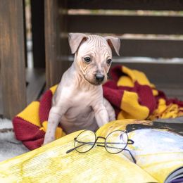 American Hairless Terrier and Flat-Coated Retriever Puppies from Inspired Flat-Coated Retrievers and American Hairless Terriers