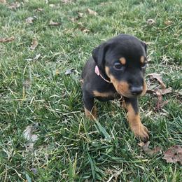 Girl 3 - Black and rust female Doberman Pinscher puppy in Midlothian, Virginia from Morgan Doberman Kennel