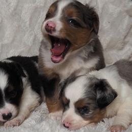 Miniature American Shepherds and Miniature Australian Shepherds from ATX Mini Aussies