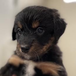 Boy 1 - Bernedoodle puppy in Murray, Utah from Bernepups
