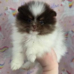 Teddy - Chocolate parti male Pomeranian puppy in Creswell, North Carolina from Grace's Poms🐾💕