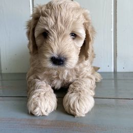 Double Doodle and Goldendoodle Puppies from Emma Lee Doodles