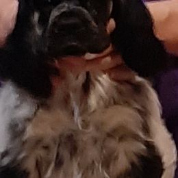 Cocker Spaniel Puppies from Sugar B's Cocker Spaniels